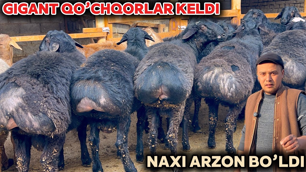 Katta qo’chqorlar arzon narxda bo’p ketti shoshiling Jumanazar aka narxni yordi