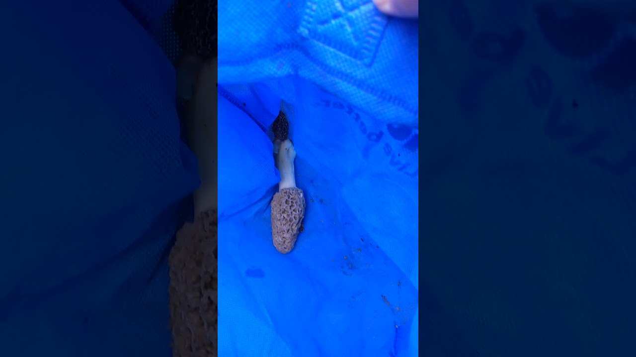 Big Fresh Yellow Morel Mushroom! Outdoors with T! 2020!