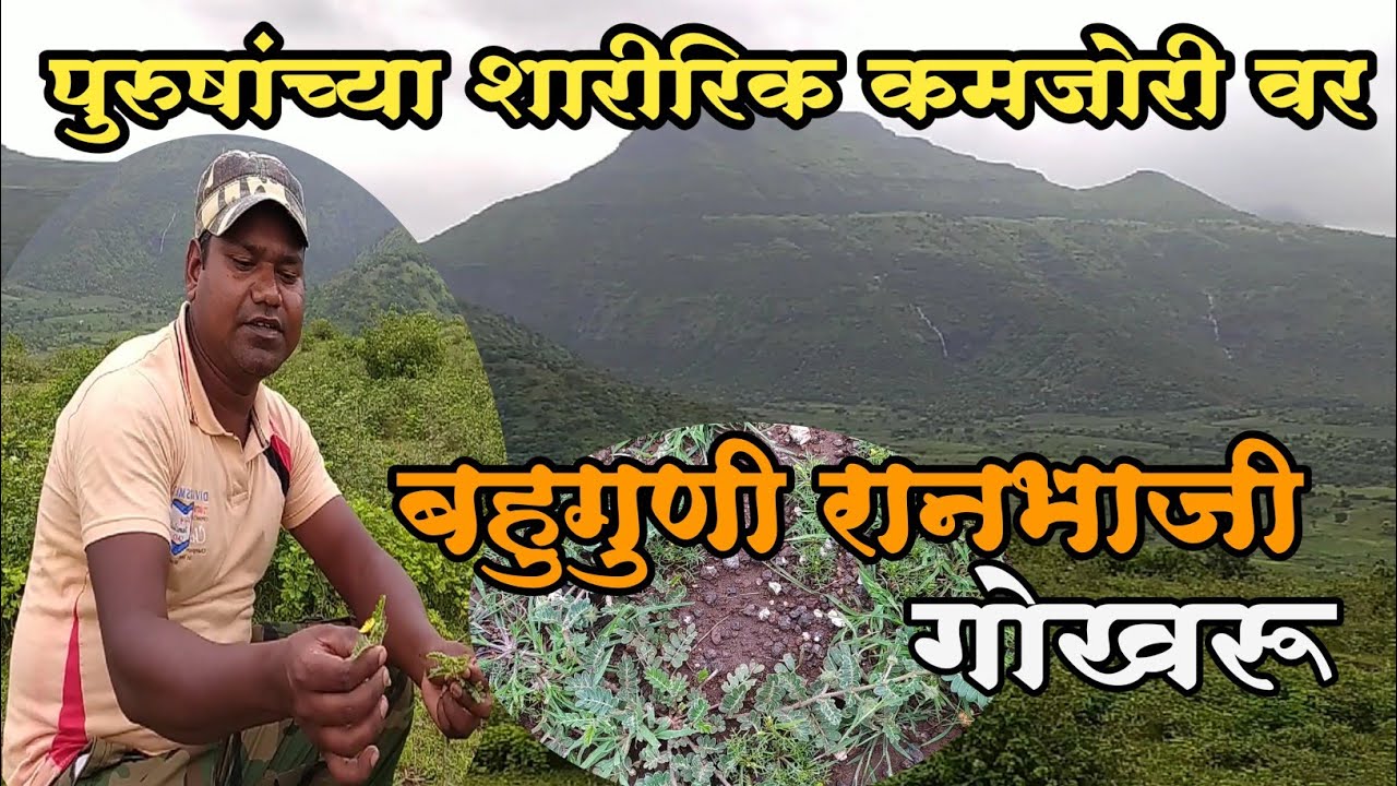 रानभाजी गोखरु। सराटा।शारीरिक कमजोरी दूर करणारी भाजी। गावाकडची चव।  Gavakadchi Chav। Ranbhaji Gokharu