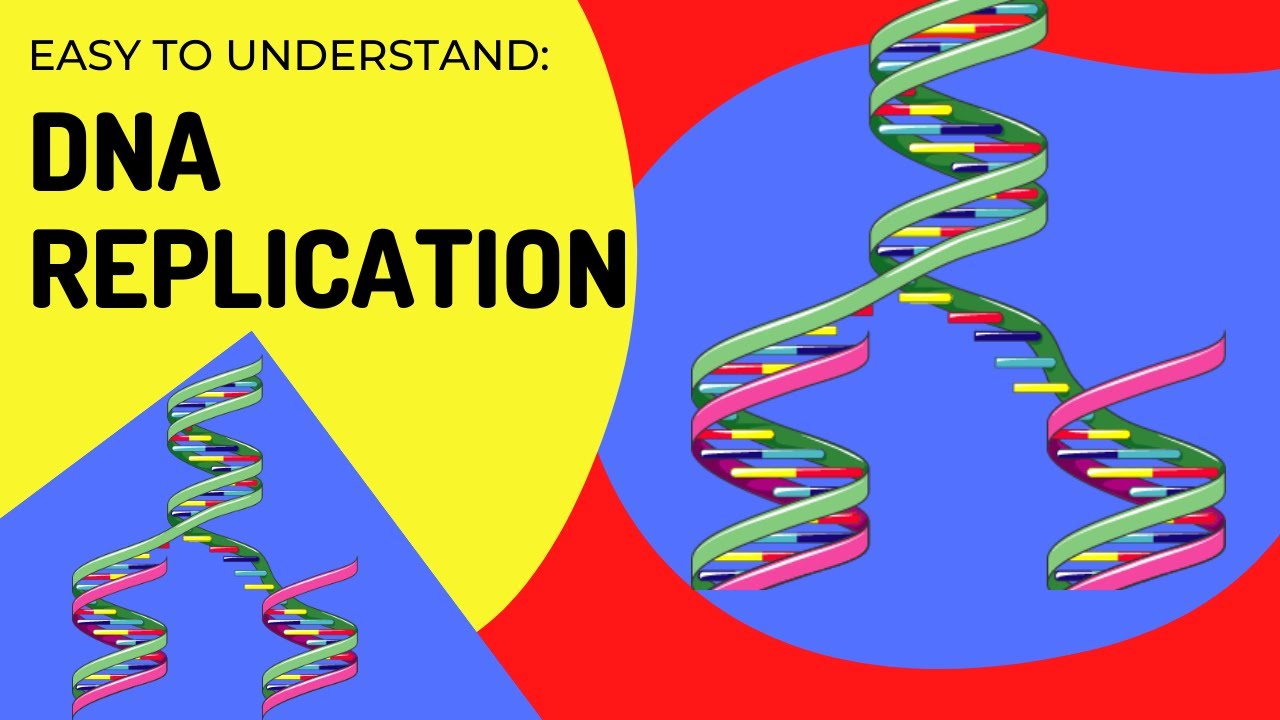 Easy to understand | DNA Replication