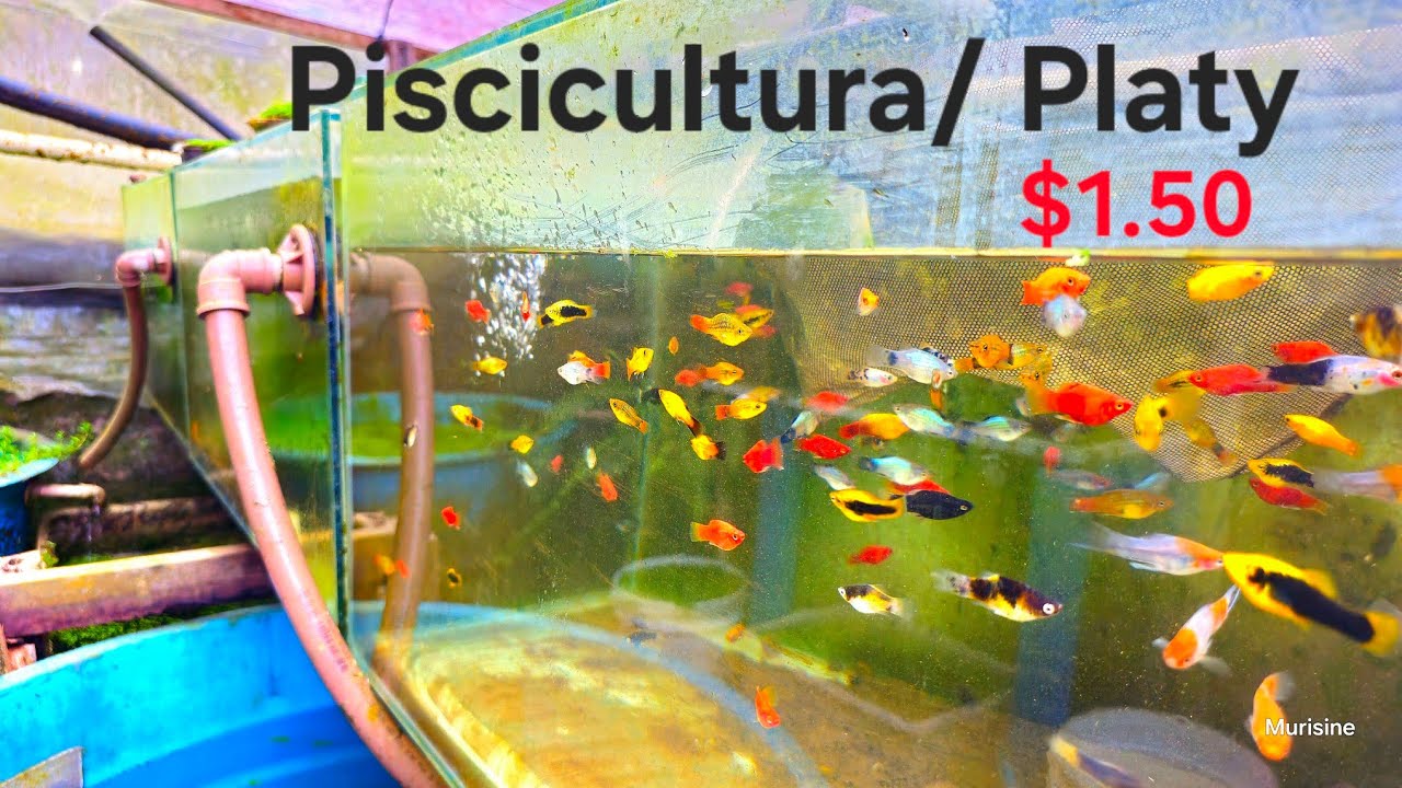 Todas as variedades de platy que tenho .
