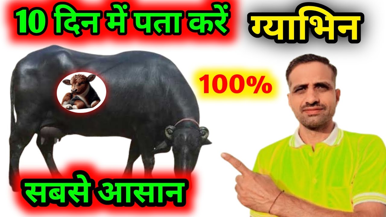 गाय-भैस ग्याभिन 10 दिन में कैसे पता करें।How to check is buffalo Pregnant ?#Animals #Cattle #Pilania