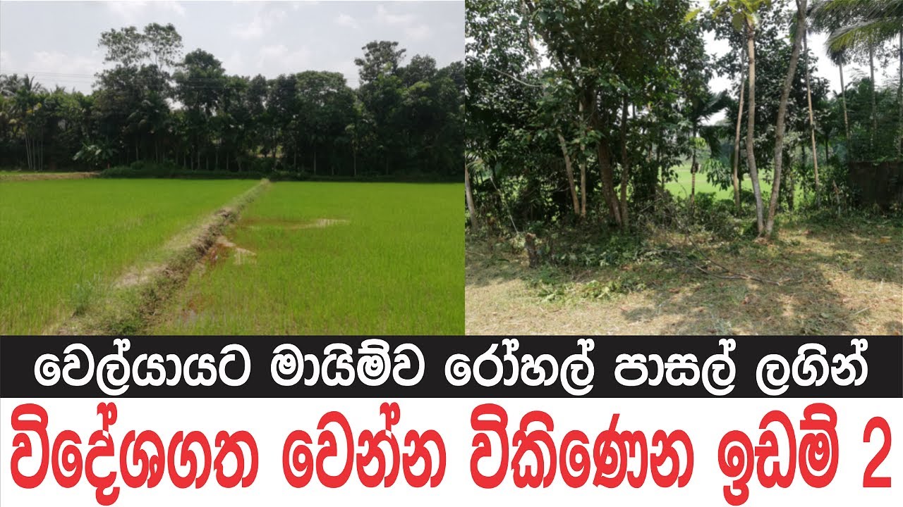 දරුවා රට යවන්න ඉඩම් 2ක් විකිණීමට |Low Budget Land Sale in Sri Lanka|@ApeSuduMalli-සුදුමල්ලි