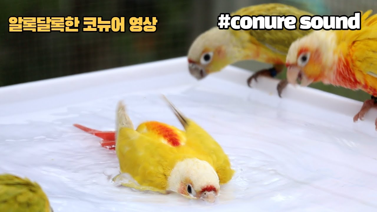 코뉴어앵무새 소리와 영상