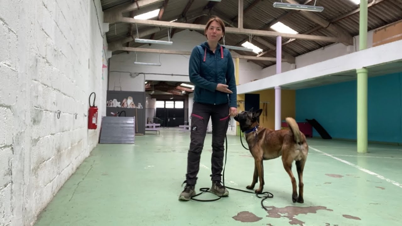 15 min d’exercices avec votre chien c’est le WOD (workout of the dog) du domaine d’Akela !