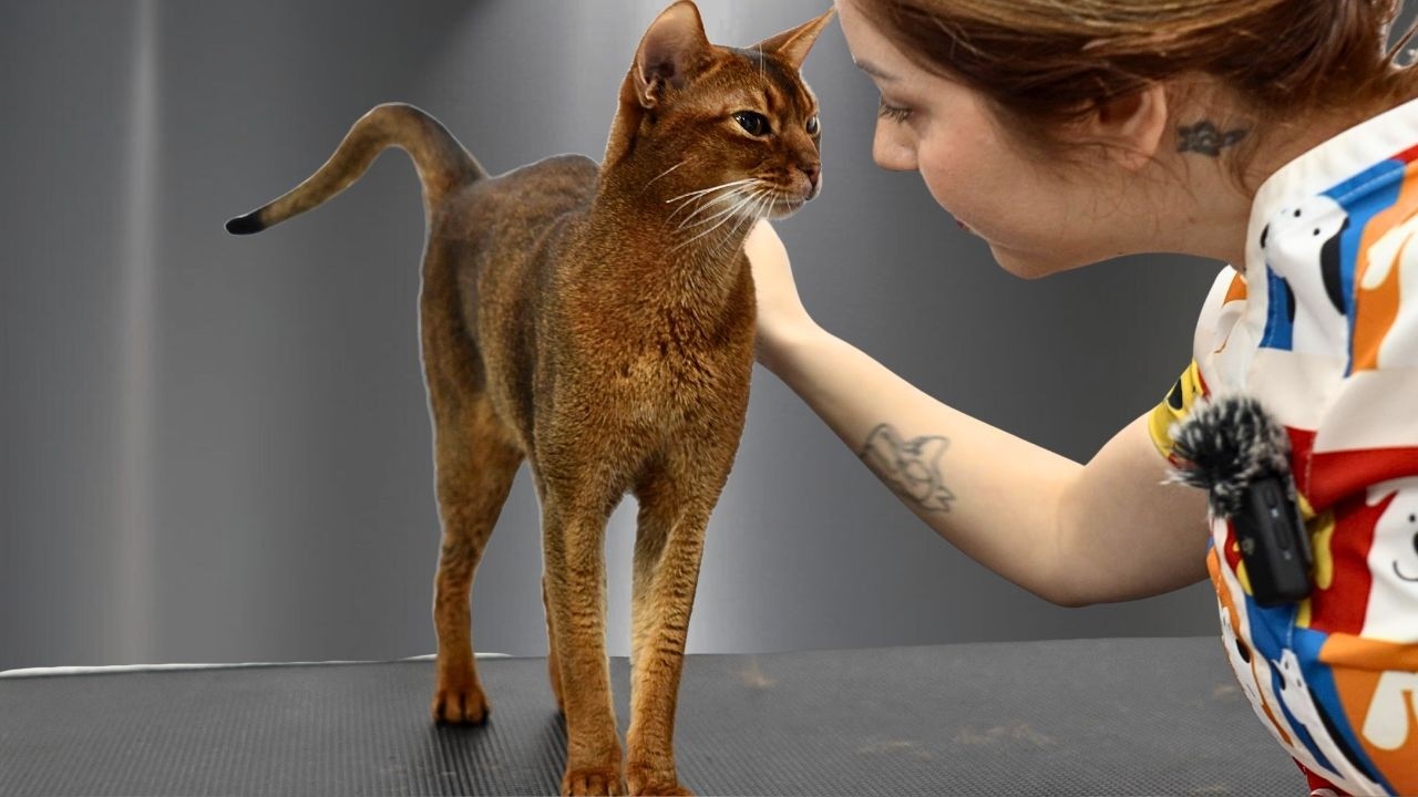 This Might Be The Most Perfect Cat Ever