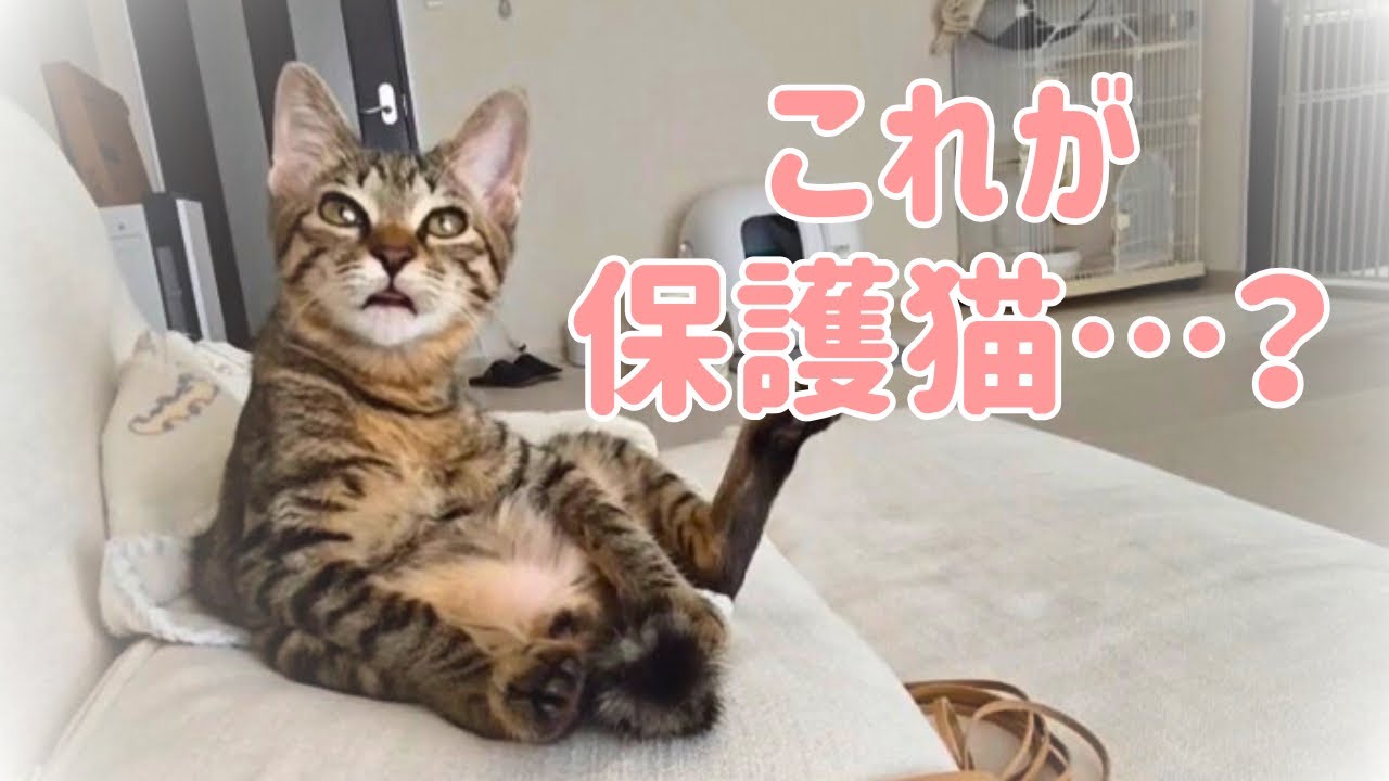 保護猫をお迎えしたら、○日でこうなりました。笑