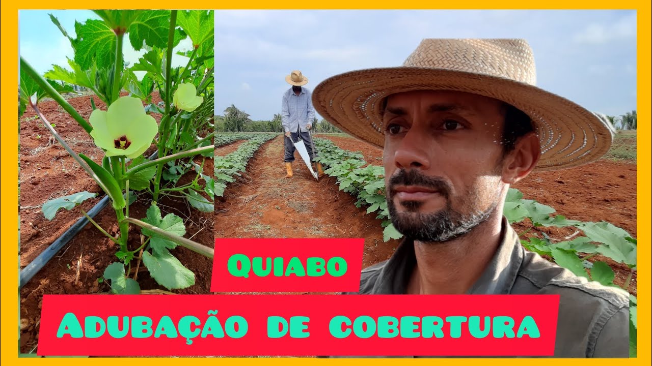 Segunda adubaçao no Quiabo com 65 dias do plantio//