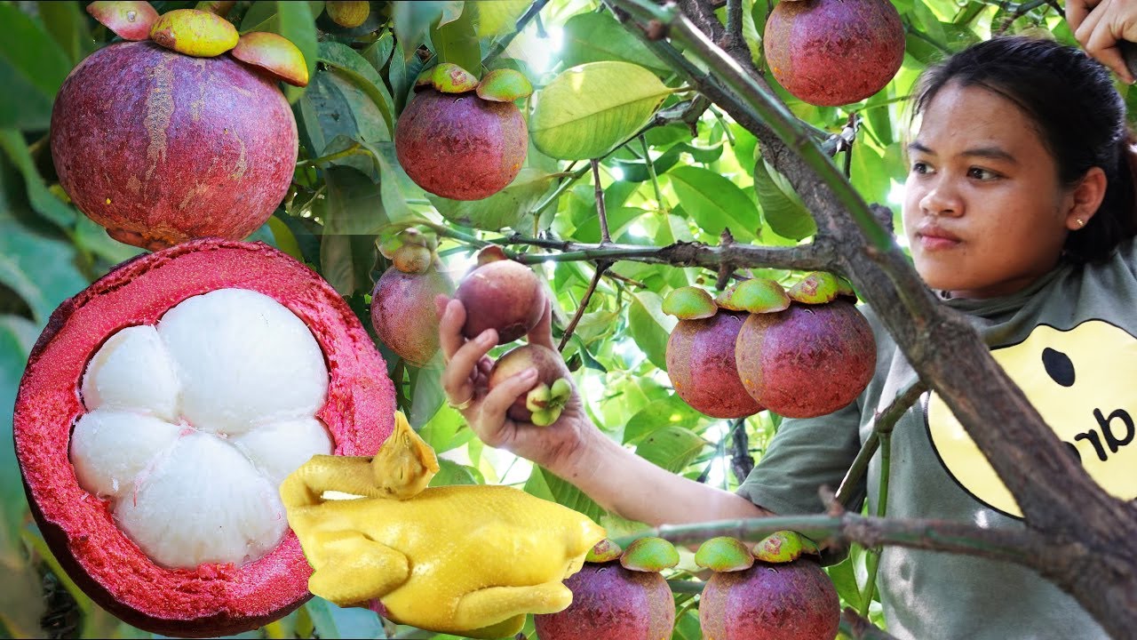 Harvest VIETNAM MANGOSTEEN and cook MIXED CHICKEN WITH MANGOSTEEN  - NHUNG FARMER LIFE