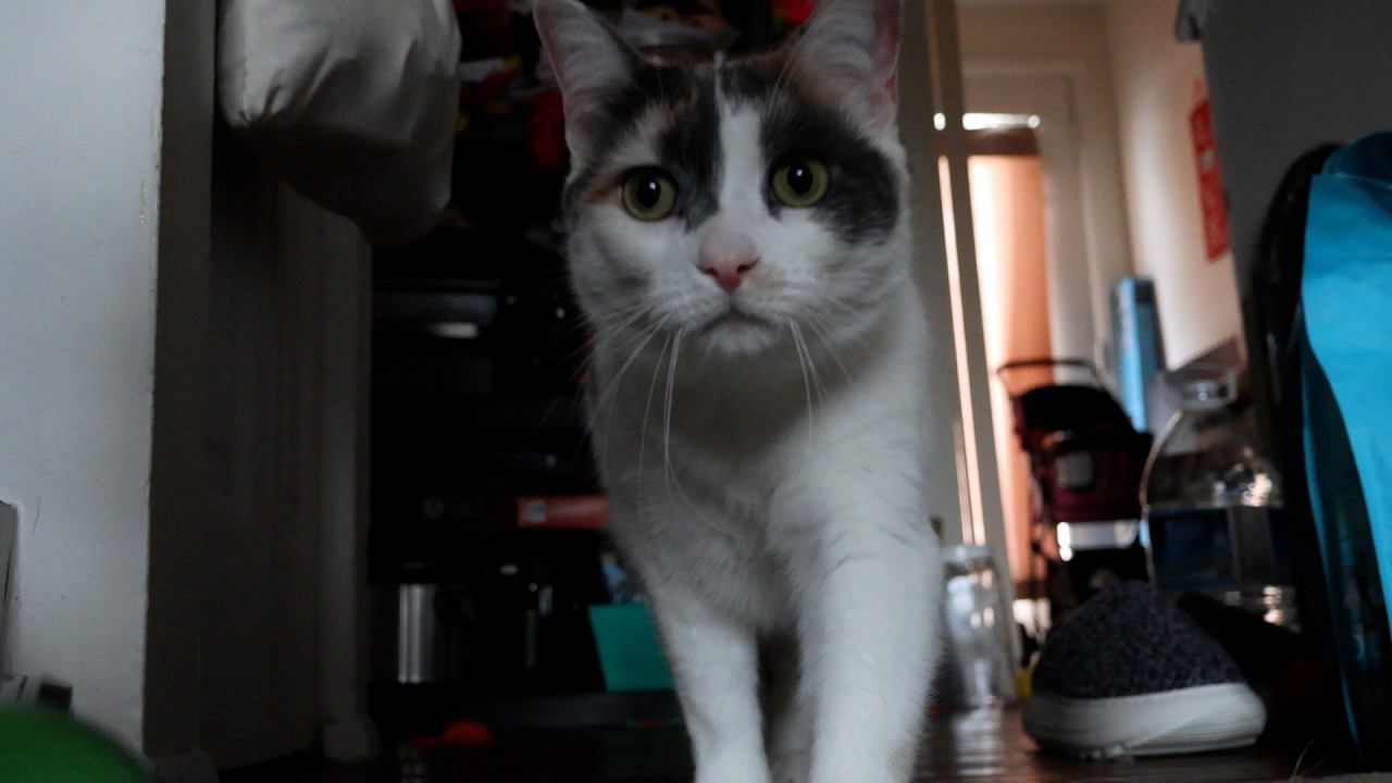 She meows from boredom