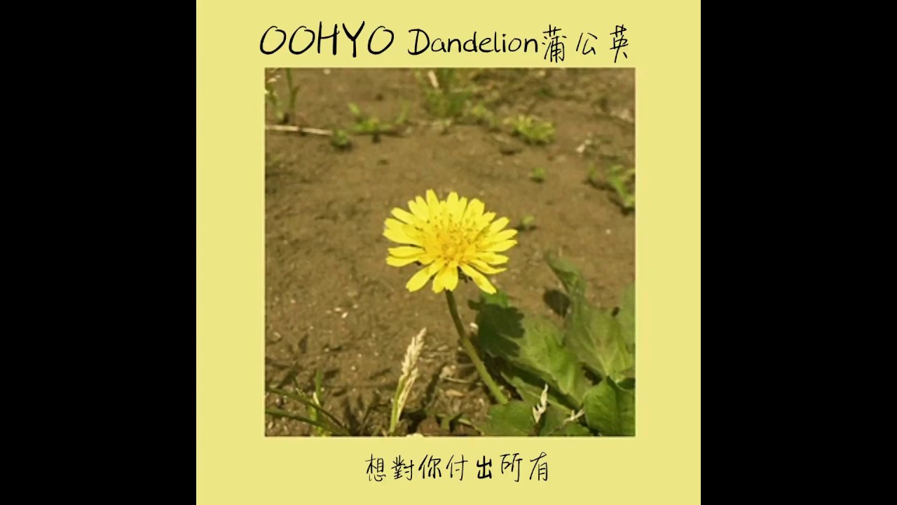 中字/우효(OOHYO)_민들레(dandelion)蒲公英