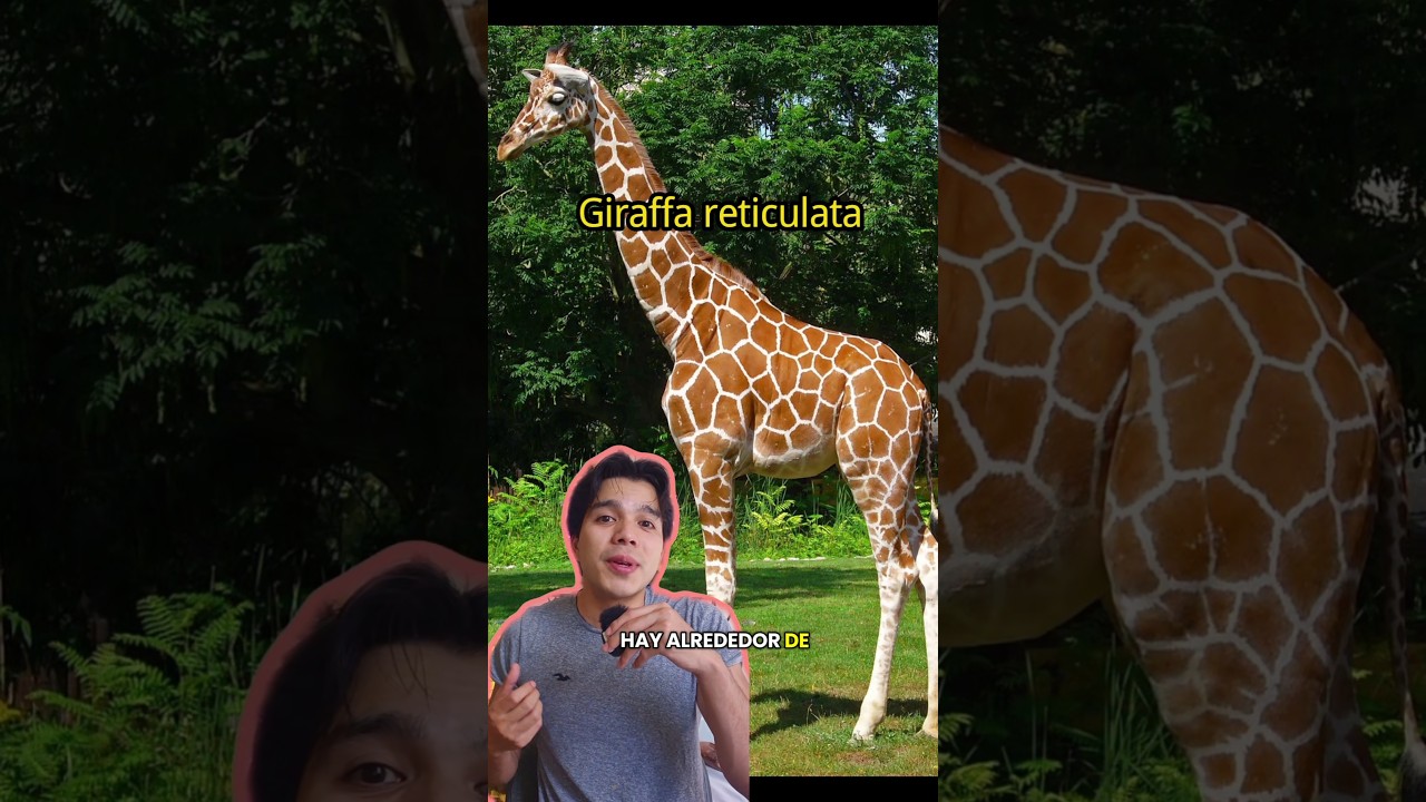 Las 4 especies de jirafas en 1 minuto 🦒🦒 #jirafa #safari #especies