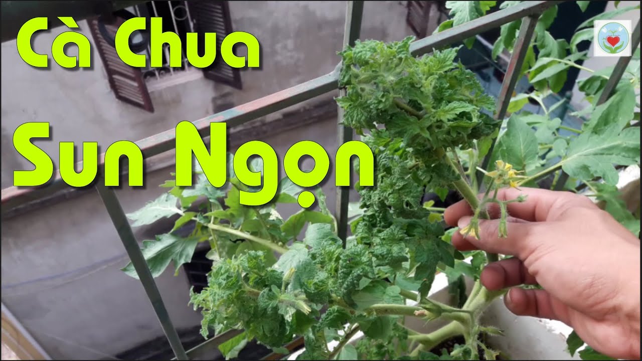Cà Chua Bị Sun Ngọn, Xoăn Lá, Cách Phòng Chống Và Điều Trị Để Cây Khỏe Mạnh Và Sai Quả