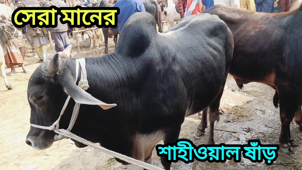 বসুনিয়া গরুর হাট সেরা মানের শাহীওয়াল ষাঁড় খামারের জন্য। Sahiwal cow । 