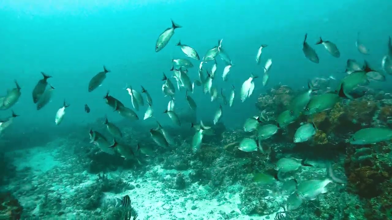 Sharks, Goliath Grouper & Morays Palm Beach Fl Scuba Dive