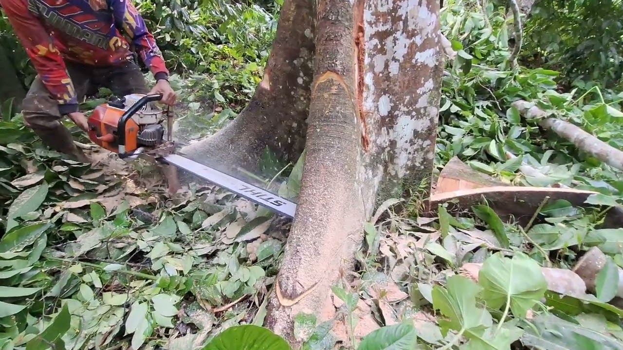 Penebangan pohon tinggi -stihl ms 070 #chainsaw  #chainsawstory 