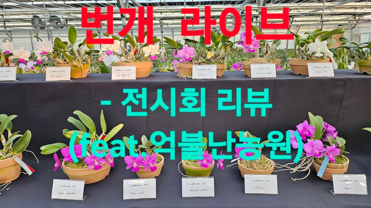 화성난농원 라이브 방송- 전시회  리뷰 (feat.  억불난농원)