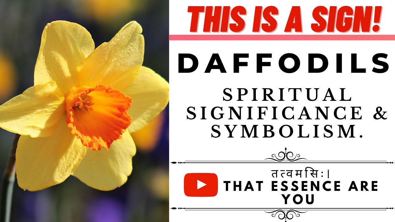 'Daffodils' Significance and Symbolism in Spirituality | Symbolism of Flowers.