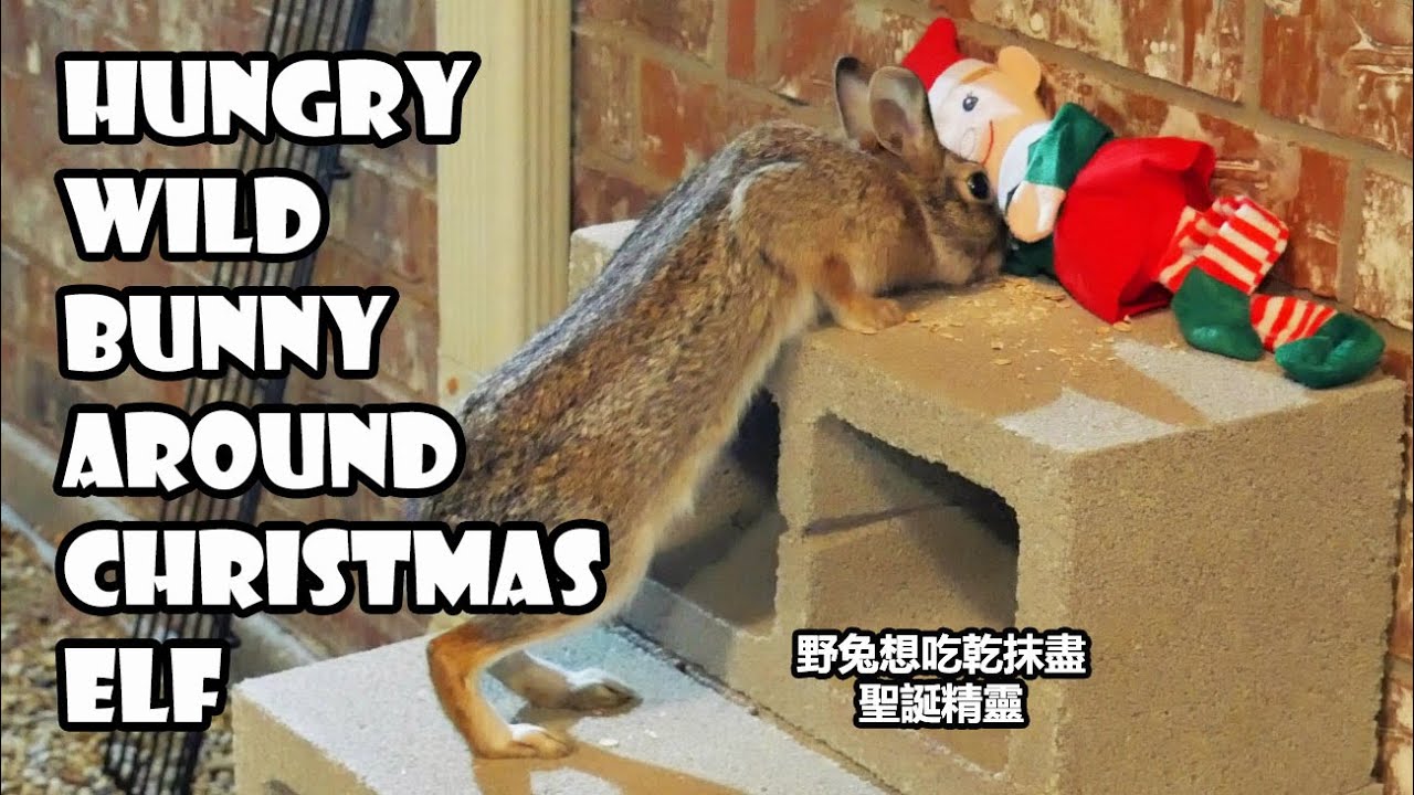 Wild bunny's improper dining manners around a chilling Christmas elf