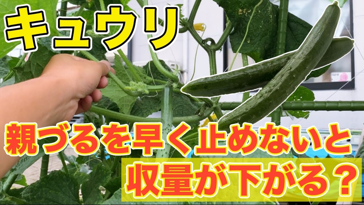 【キュウリ】摘心をすることで収量が格段にアップ！！子蔓と孫蔓を伸ばしてたくさん実をつけよう！