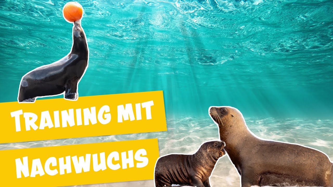Vorbereitung auf die Seelöwen-Show I Panda, Gorilla & Co.