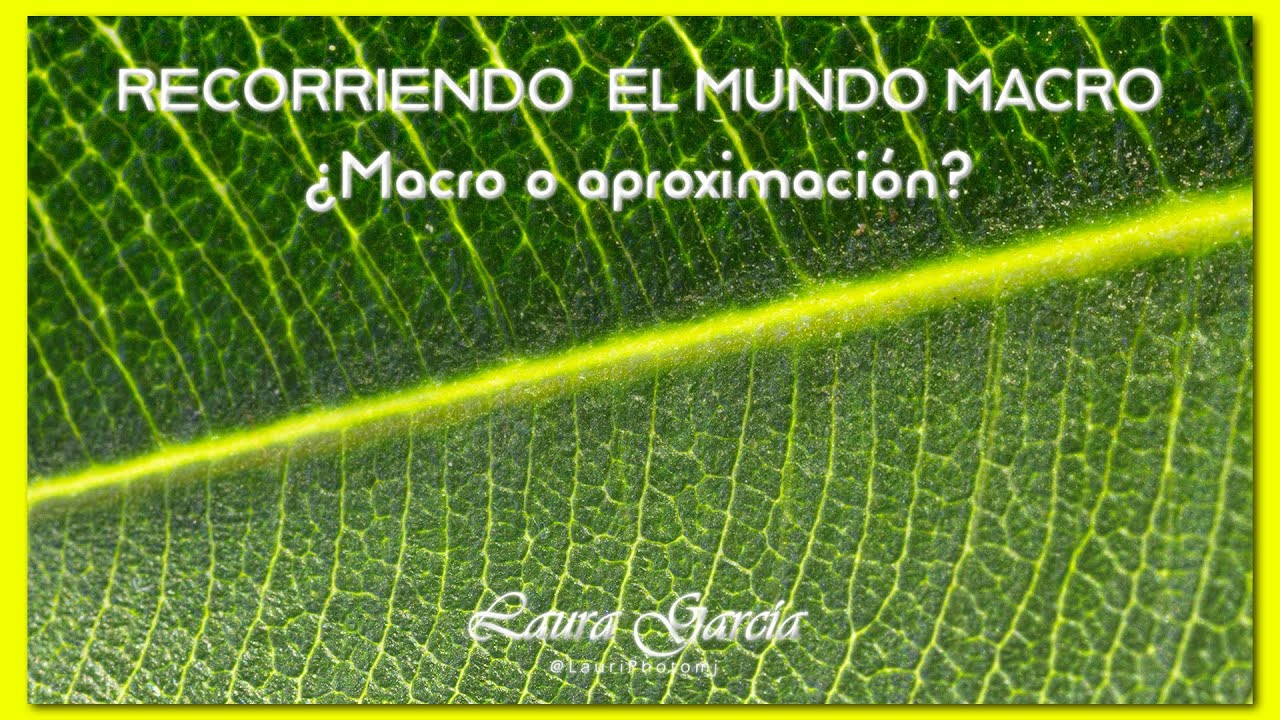 👀 Diferenciando entre fotografía macro y fotografía de aproximación.