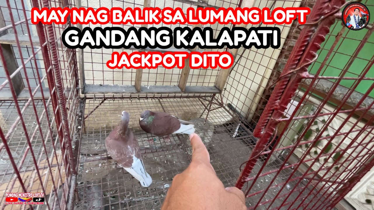 EP1219 MAY BIGLANG NAG BALIK SA LUMANG LOFT GANDANG KALAPATING PULA!