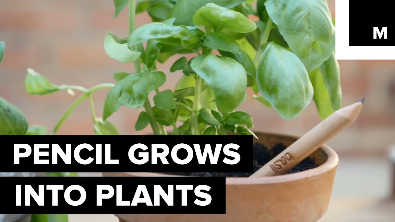 This Pencil Can Grow Into a Plant