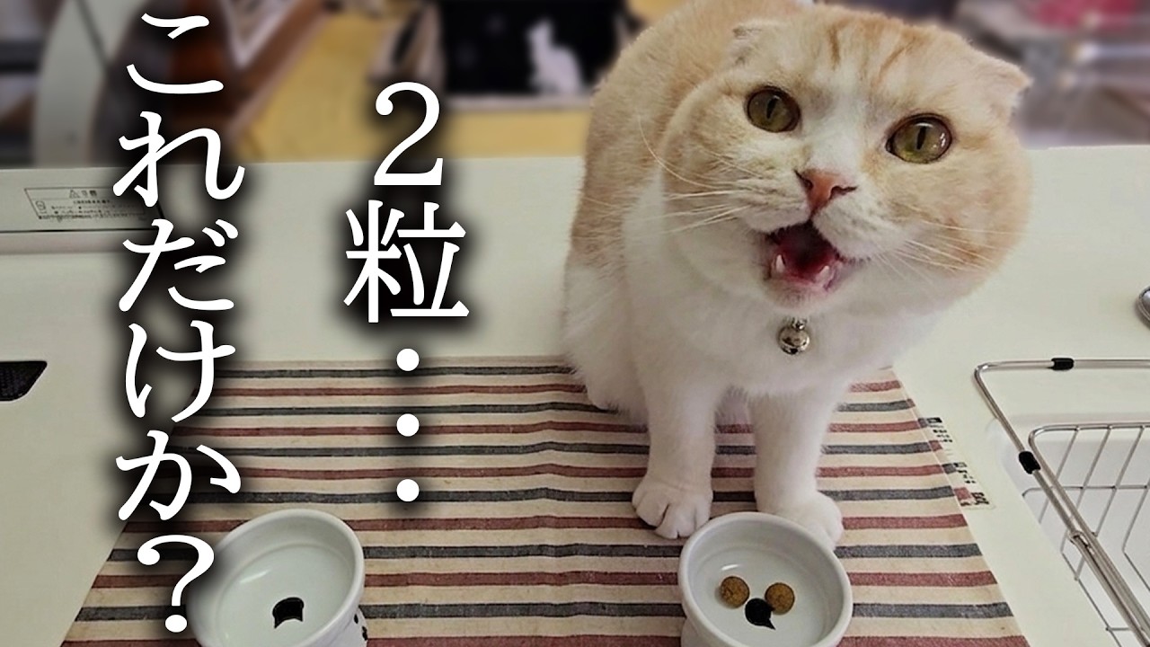 カリカリご飯が2粒しかなかった時の猫の反応がこちらです