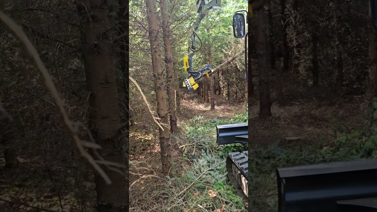 JoBo ST50  harvesting Sitka Spruce in Kilkenny.  May 2024
