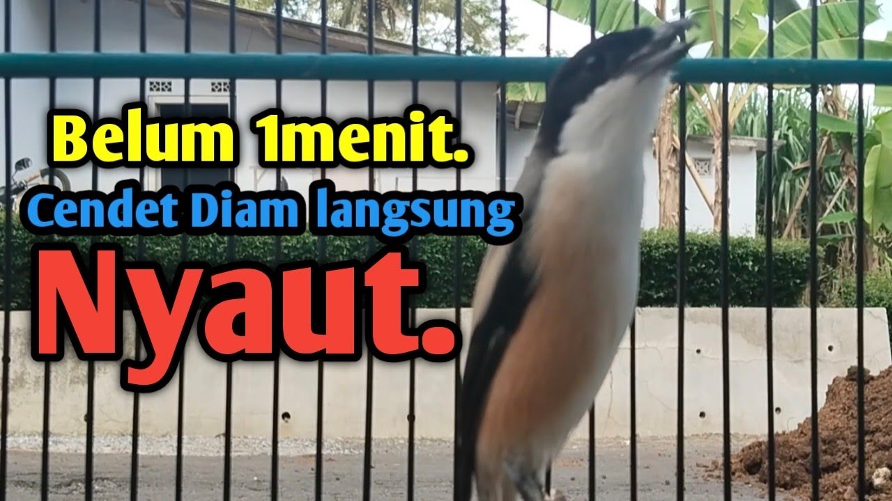 PANCINGAN CENDET GACOR MATERI MEWAH. Belum 1menit cendet Diam langsung Nyaut. 