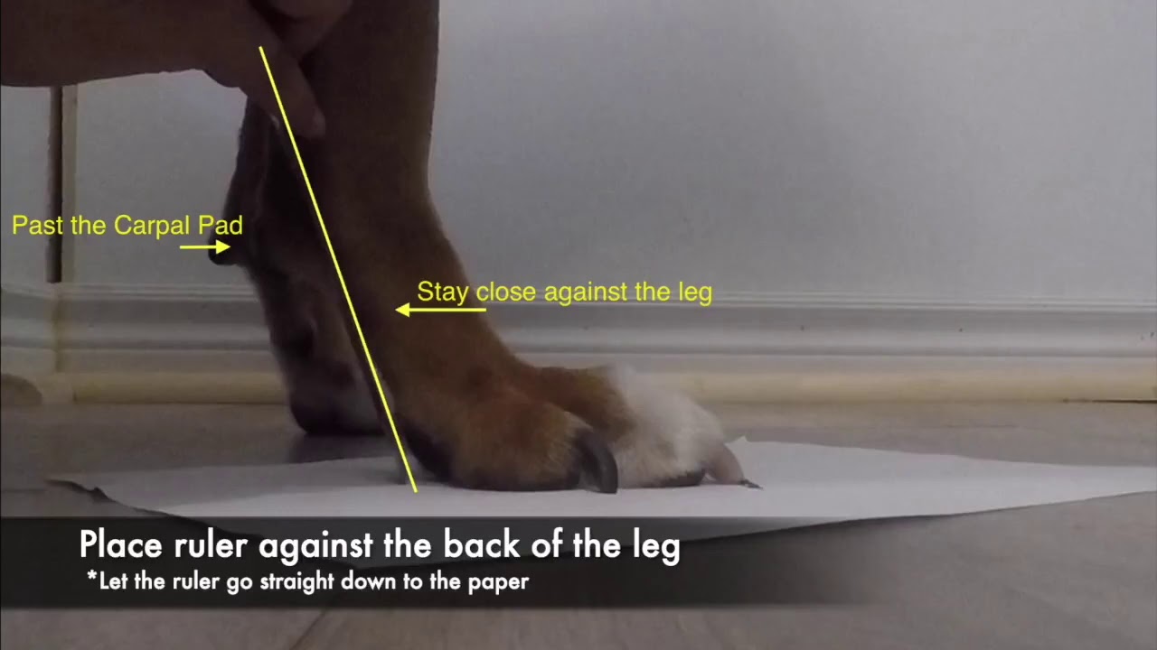 How To Measure Your Dog's Paw