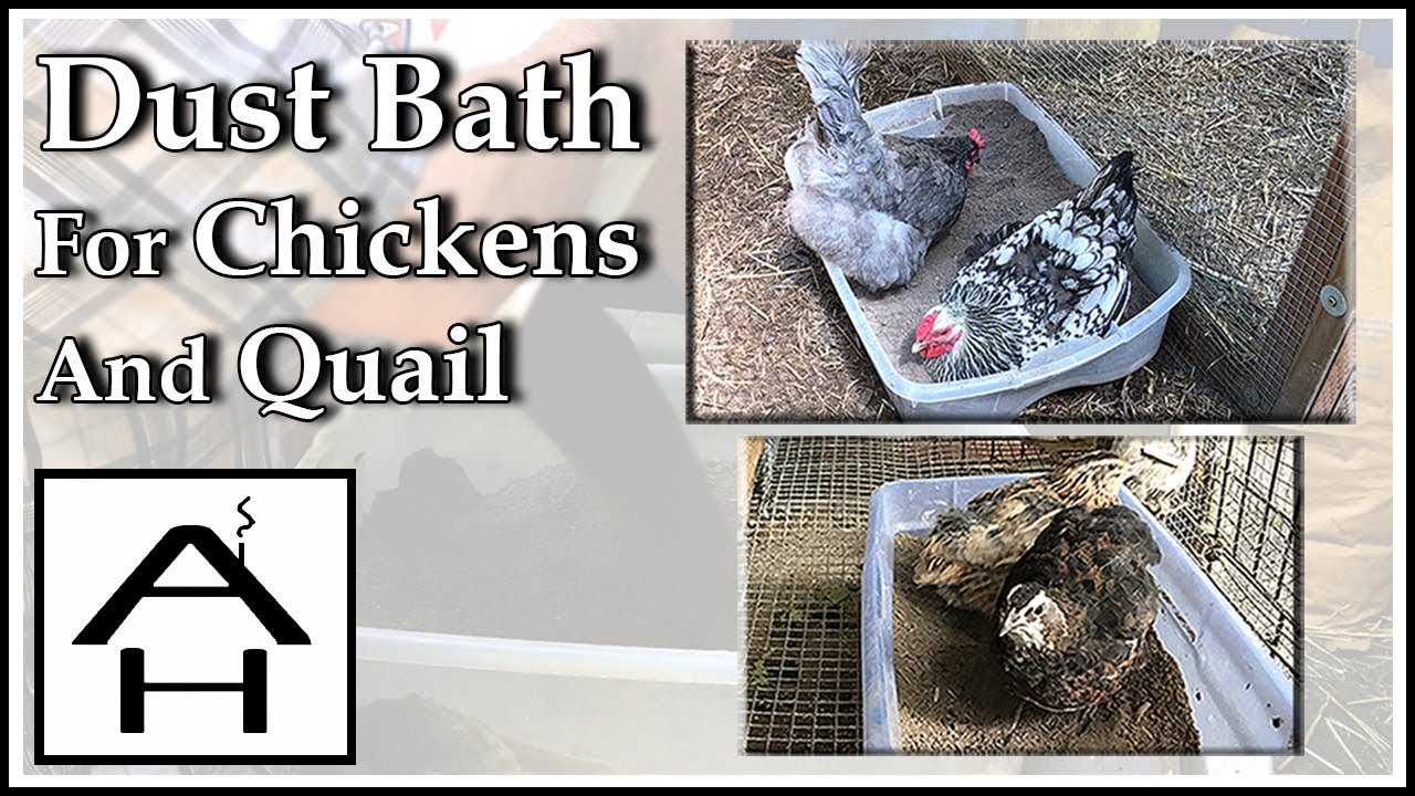 Dust Bath For Chickens And Quail
