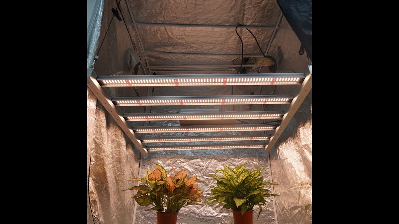 #MEIJIU BAR# BEST INDOOR FIRE UNICORN LED GROW LIGHT IN MEIJIU
