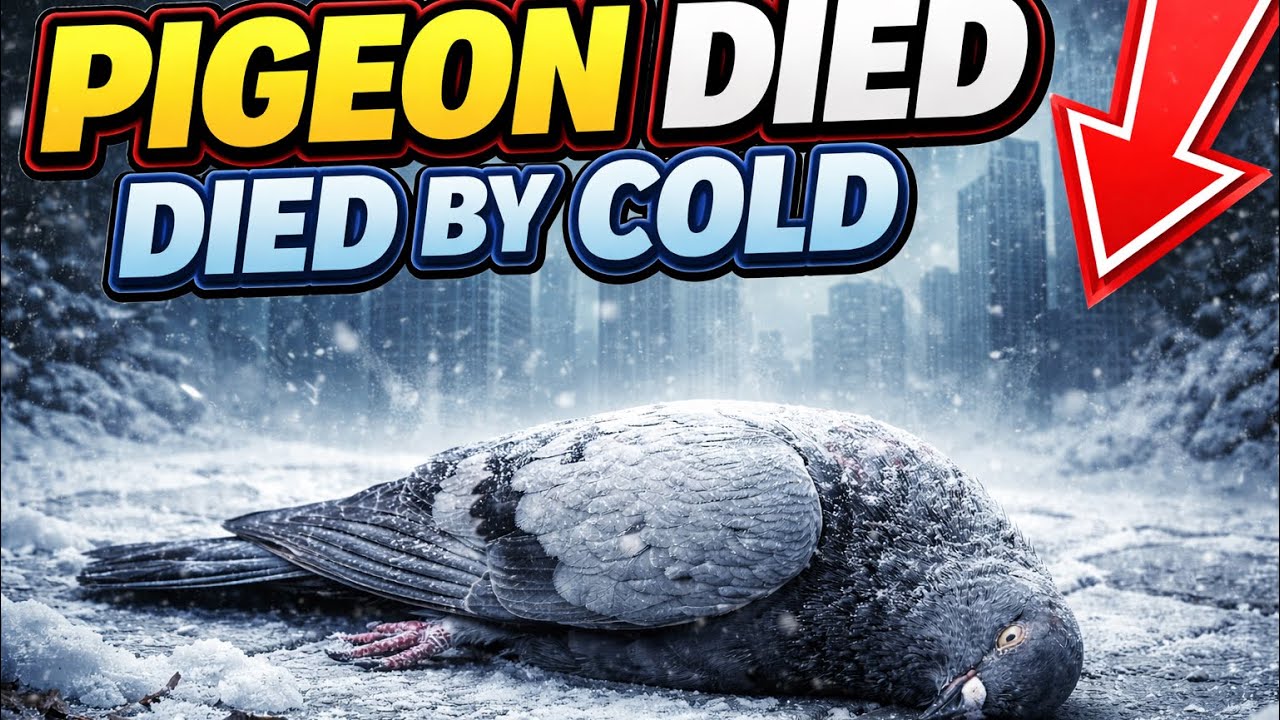 PIGEON THAND SE MARGYA 😒