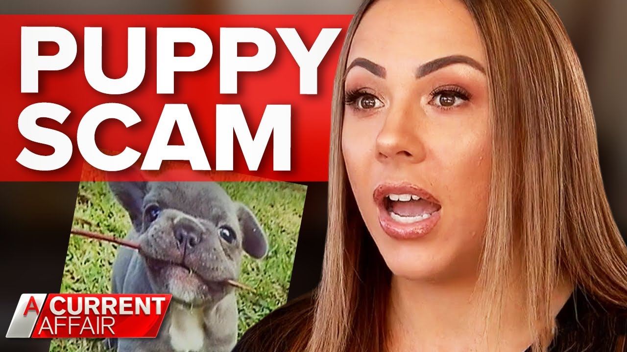$94,000 con targeting Aussie dog lovers | A Current Affair