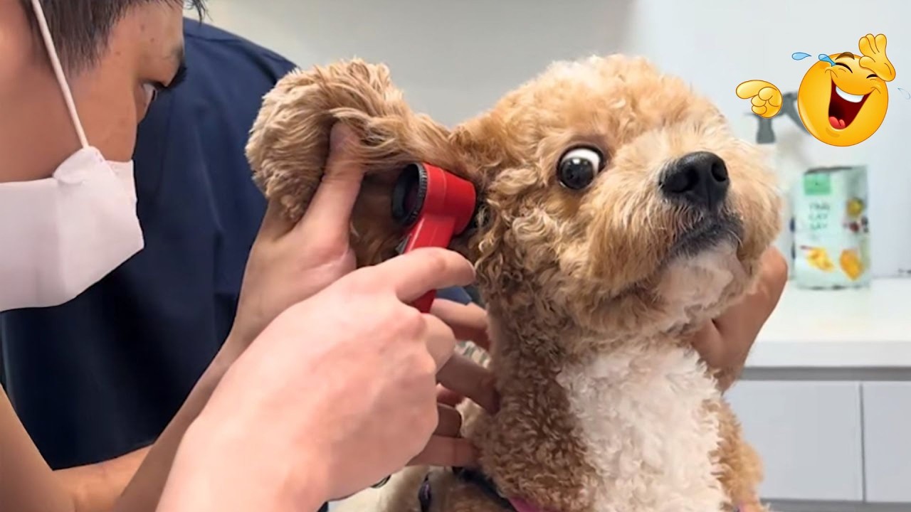 You Can’t Stop Laughing At These Dogs 🤣 FUNNIEST DOGS Video 2026