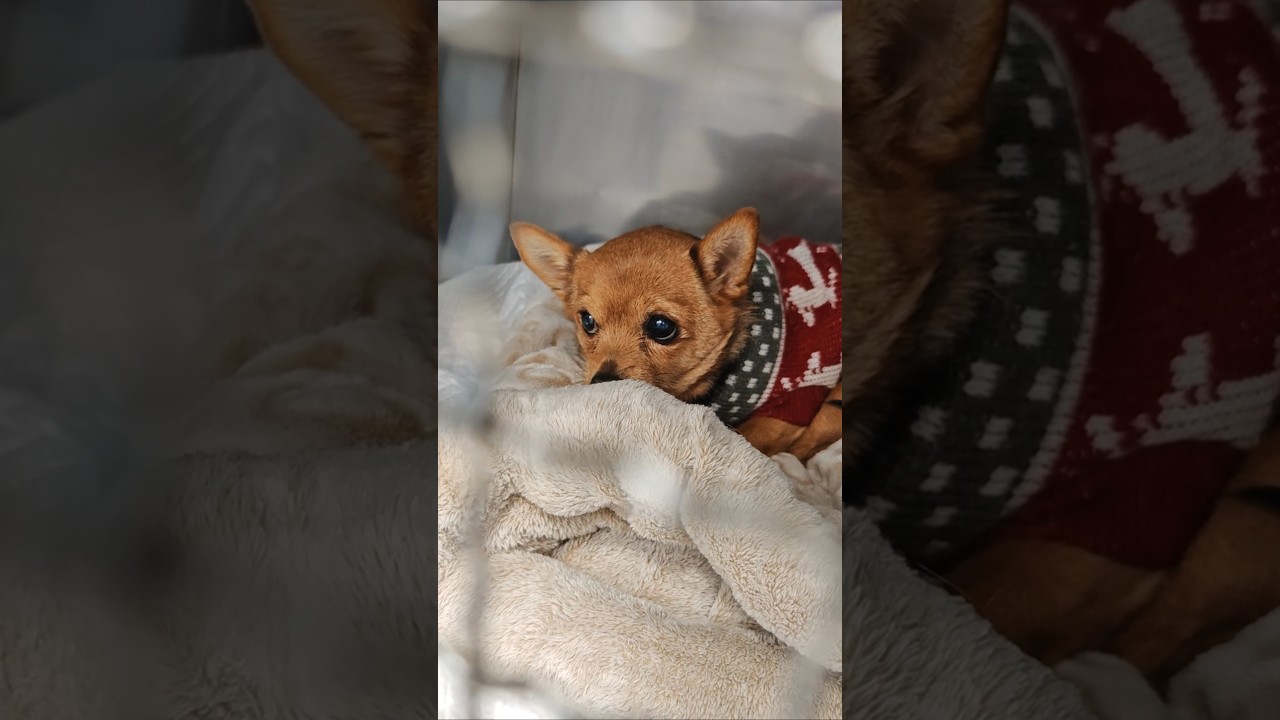 А вам похожа? #ветклиника #терапия #лечение #dog #dogs #doglife #puppy #love #bloglife