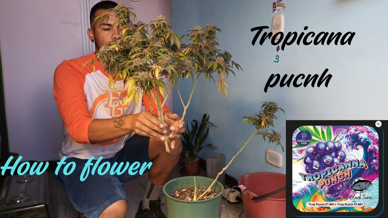 CULTIVO ORGANICO: TROPICANA PUNCH AND  HOW TO FLOWER.