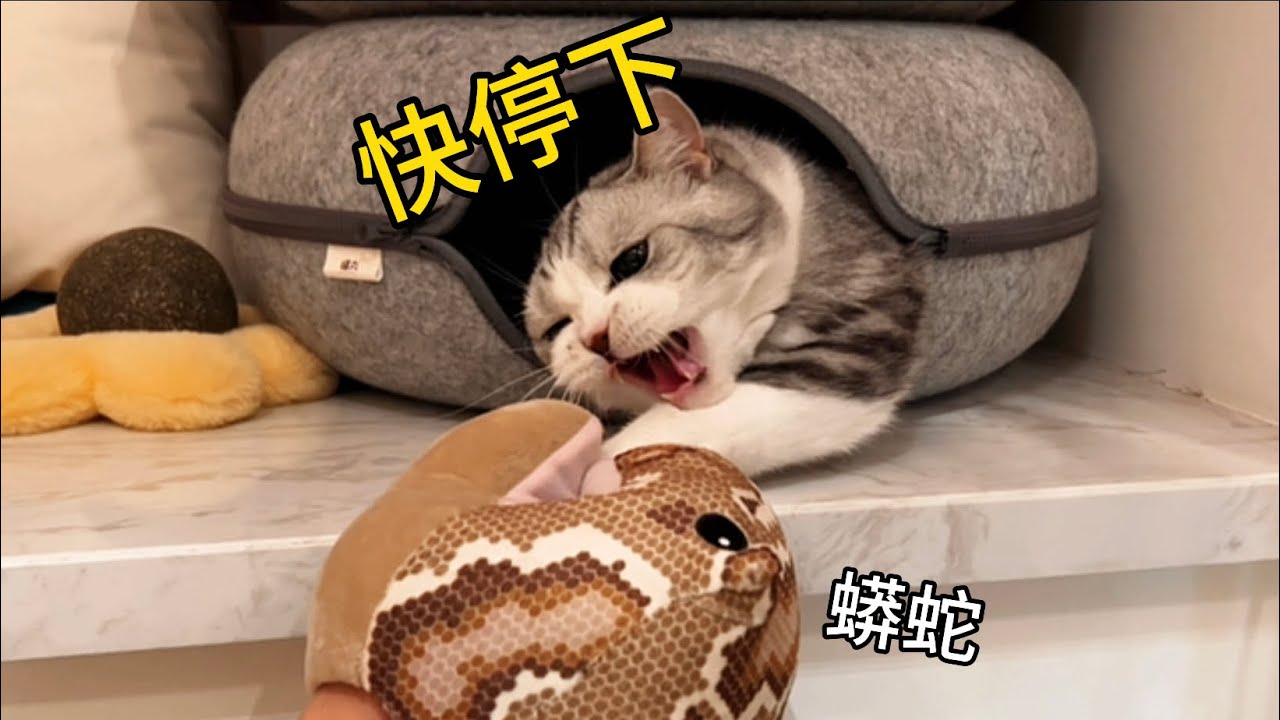 恐怖！又菜又愛玩的拆家小貓！不慎被蟒蛇咬住了…一秒