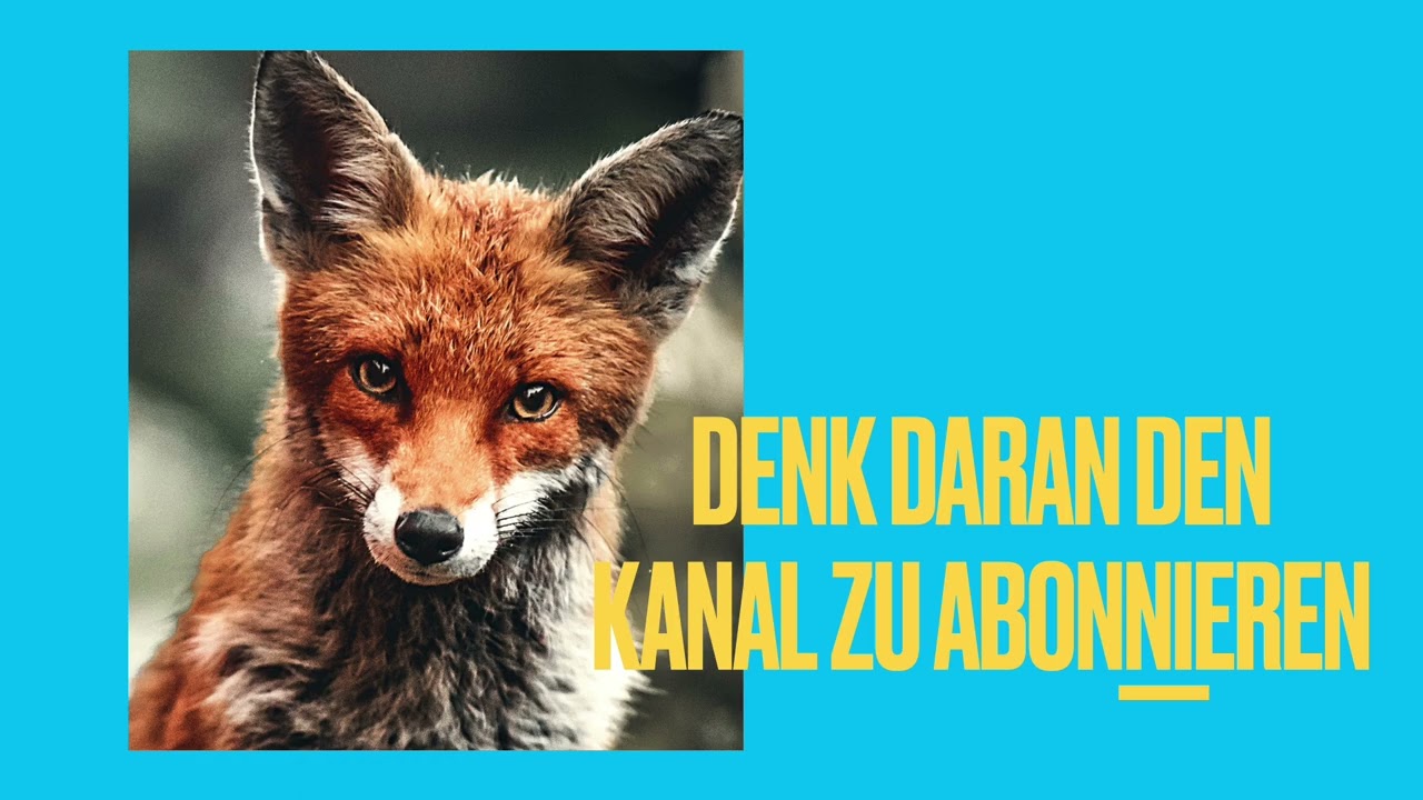 Warum bekamen die Kinder ihre magischen Tiere? - Quiz 2 / Schule der magischen Tiere