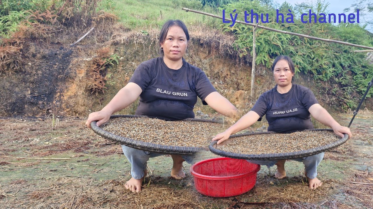 Today go to the forest to get Bodhi tree seeds.