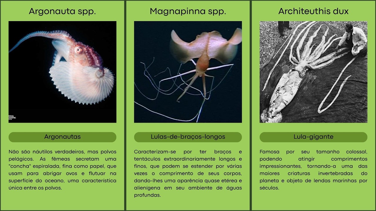 24 esp&eacute;cies ex&oacute;ticas de cefal&oacute;podes (polvos, lulas e s&eacute;pias)