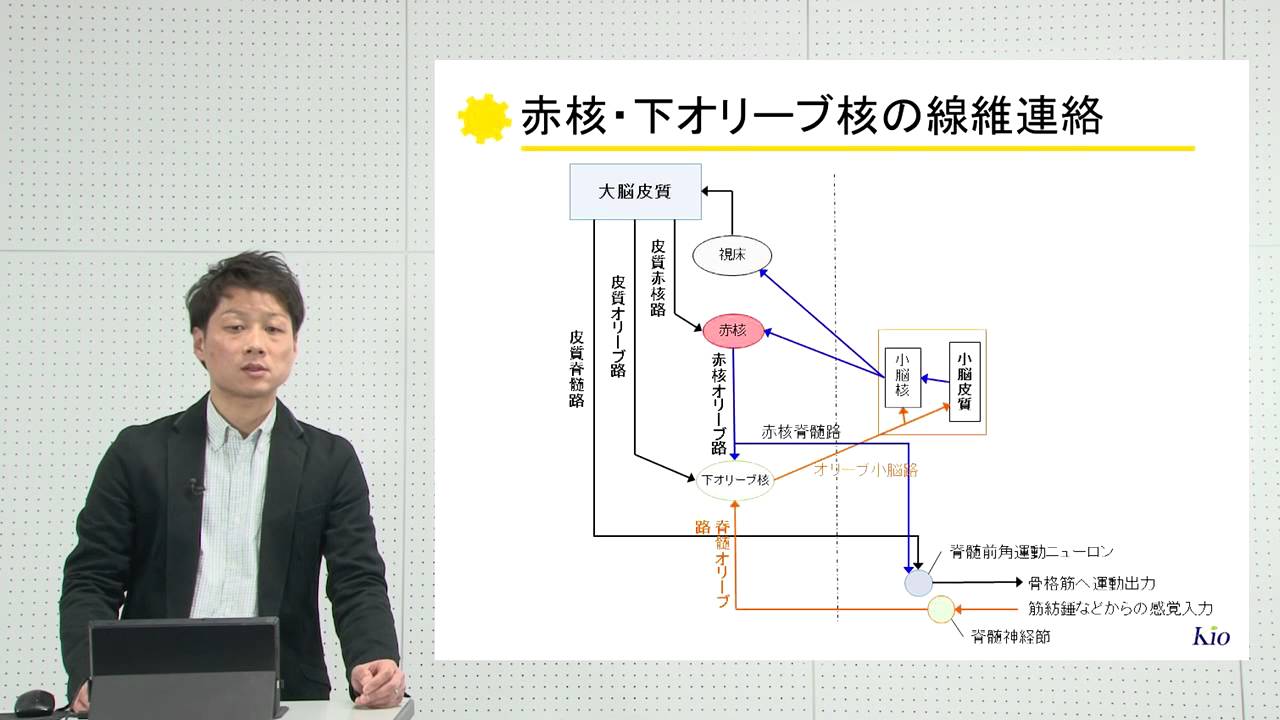10分でわかる脳の構造と機能vol.5「小脳」‐畿央大学ニューロリハビリテーション研究センター‐