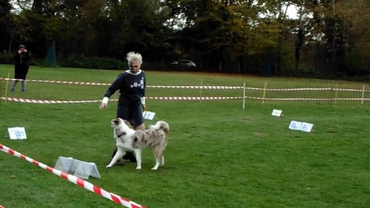 Rally Dogdance Turnier in Preetz 29.10.2016
