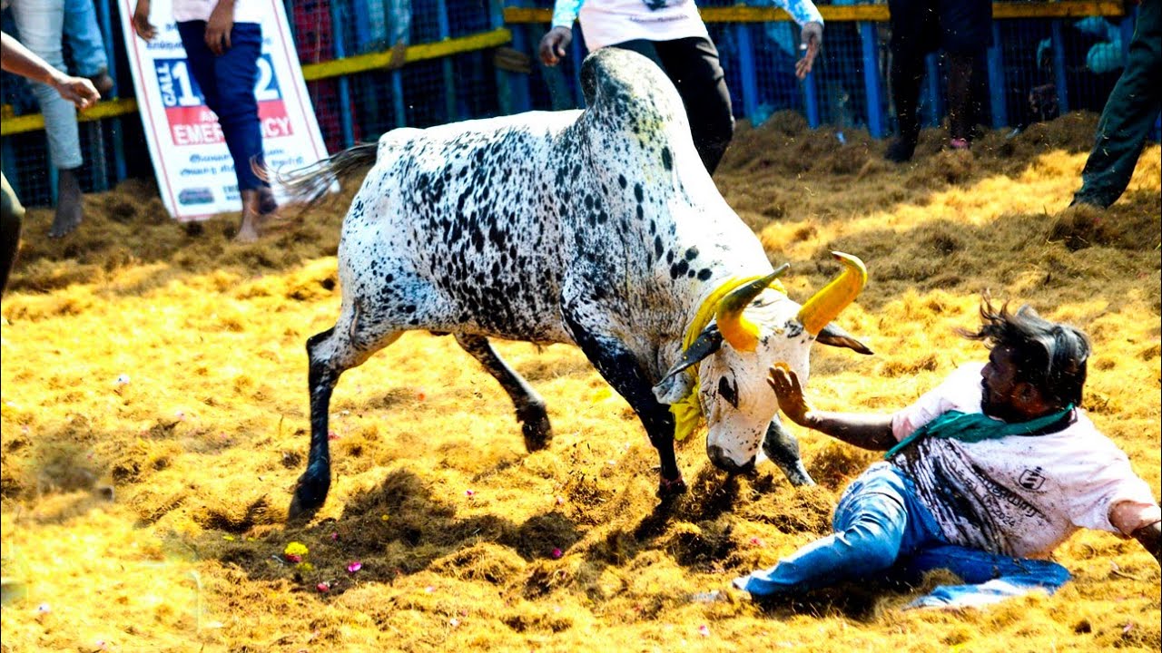 திண்டுக்கல் கொசவப்பட்டி ஜல்லிக்கட்டு 2024 Hilights, Kosavappatty Jallikkattu 2024