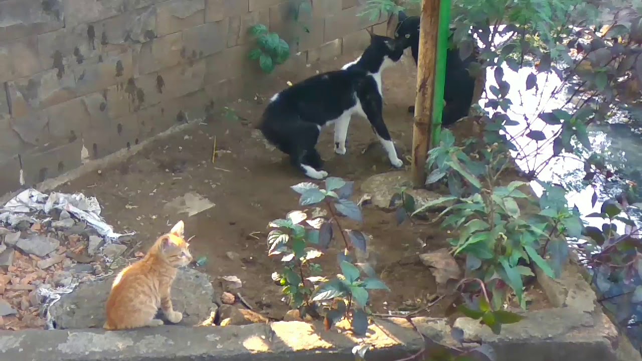 cats fight to the point they fall into sewers