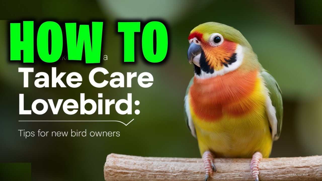 How to Take Care Of A Lovebird | Tips For New Bird Owners