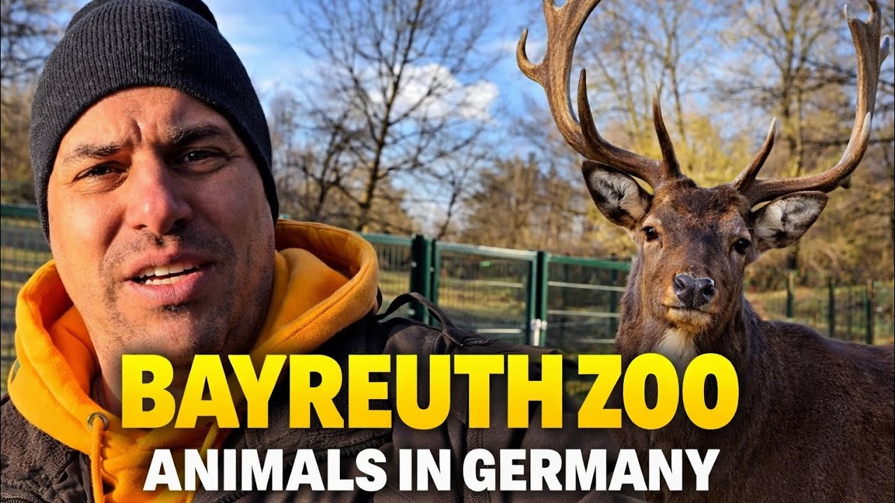 Bayreuth Zoo 🦌 | Animals & Birds at Rohrensee Park Germany | Nature Walk 4K60