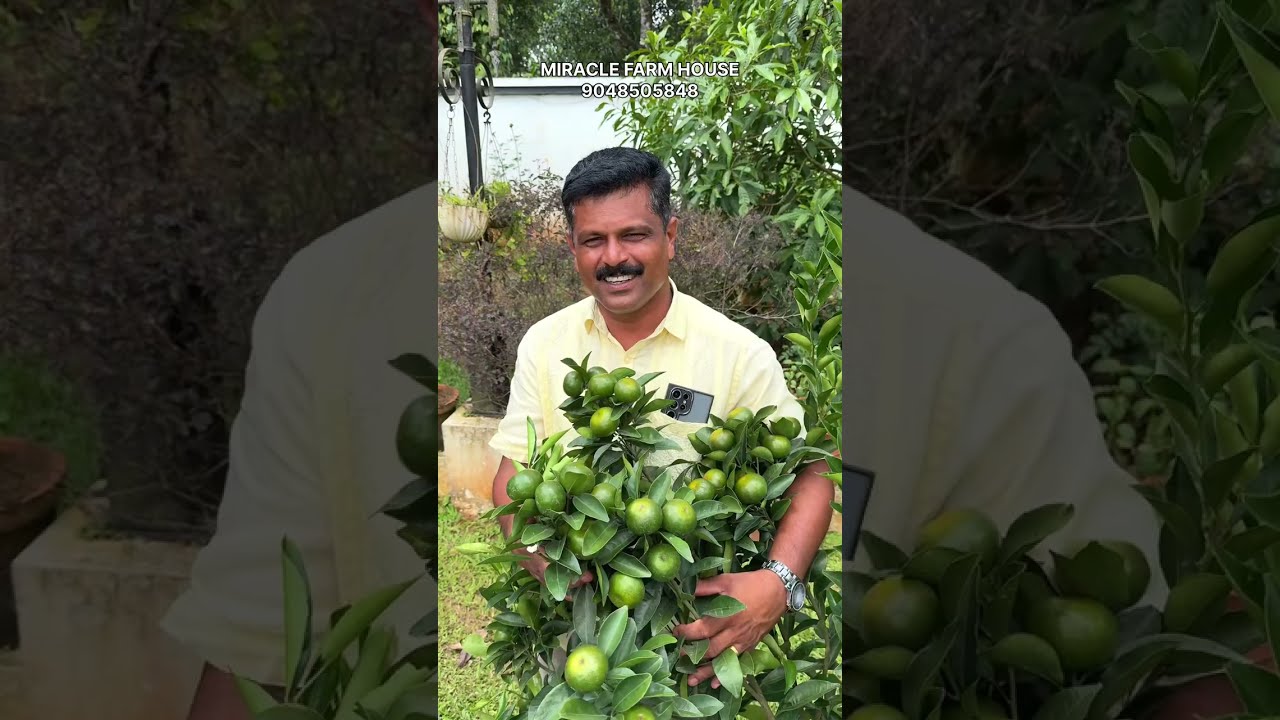 നിങ്ങടെ വീട്ടിലും ഈ ഓറഞ്ച് വെറൈറ്റികൾ ഇതുപോലെ കായിപ്പിക്കാം എത്ര ചൂടിലും….
